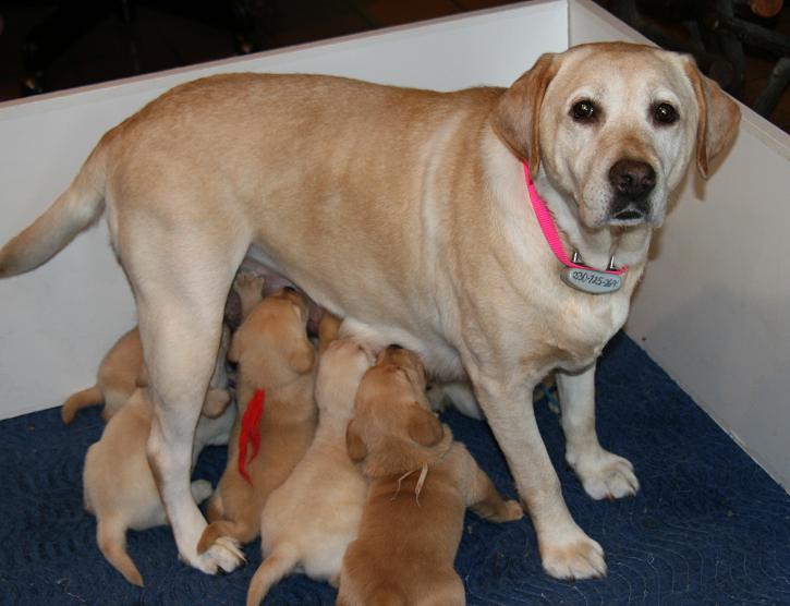 picturegallery15468.tmp/willowpupps4weeksREDUCED.JPG