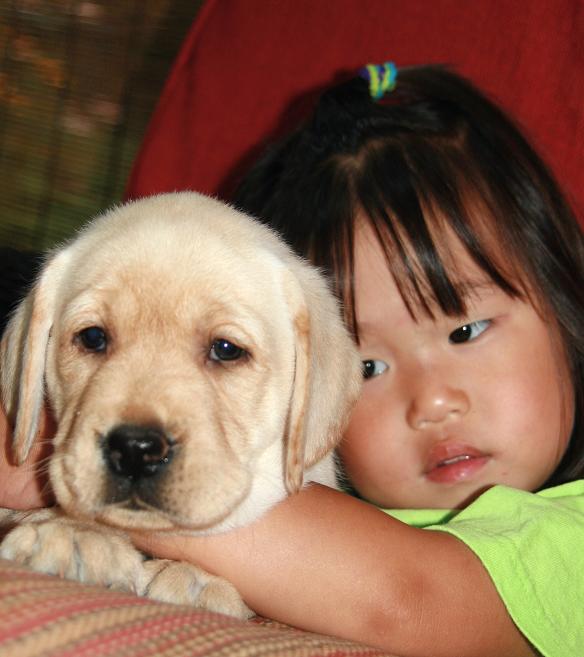 picturegallery15468.tmp/yellowtagpuppy6weeksreduced.JPG